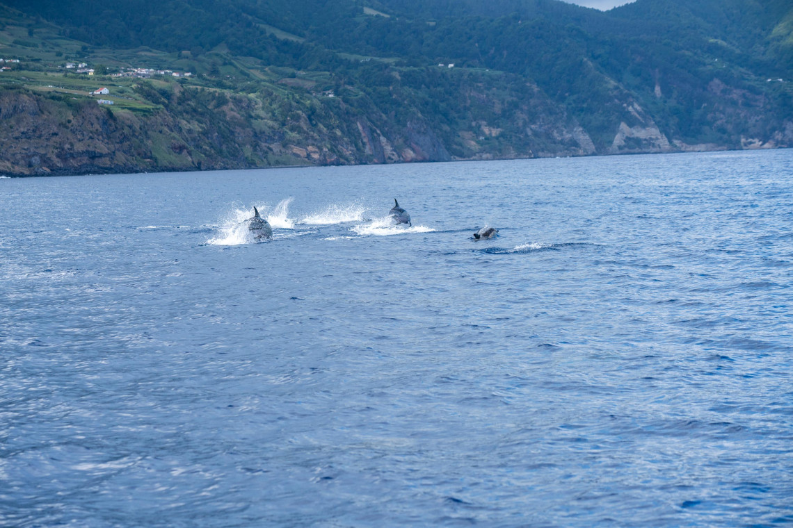 A pod of dolphins swims through the Atlantic Ocean off the coast of S&atilde;o Miguel Island, with steep green volcanic cliffs and coastal farmland visible in the background.
