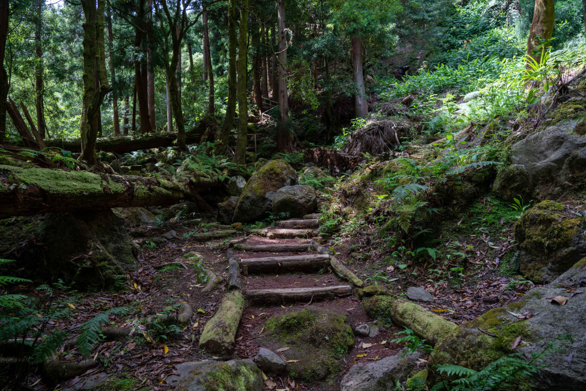A narrow hiking trail with rustic wooden steps passes through a dense Azorean forest filled with moss-covered trees, rocks and ferns.