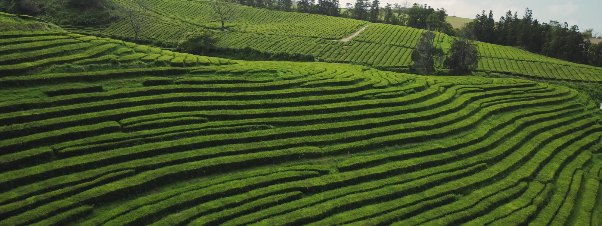 Rows of green tea plants curve across the hills of Gorreana Tea Plantation on São Miguel Island, forming distinctive cultivated patterns across the landscape.