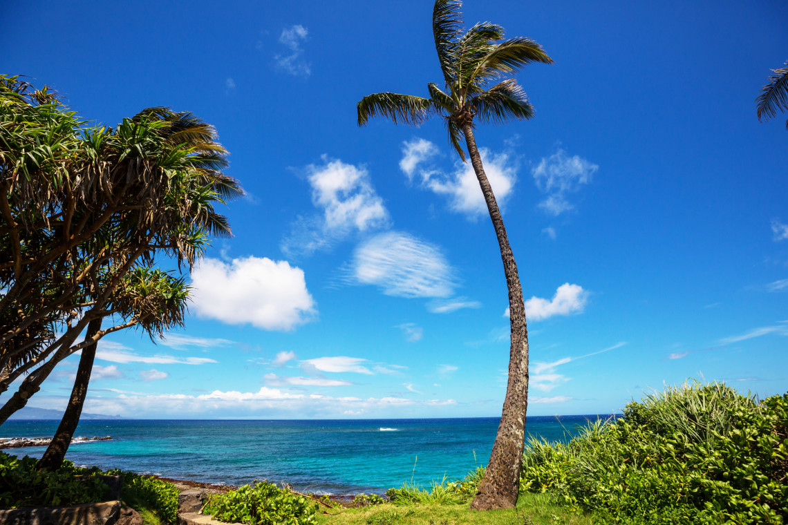 Tall coconut palm tree bending in the wind above a rocky tropical coastline in Hawaii, with turquoise ocean, scattered clouds, and lush green vegetation framing the view
