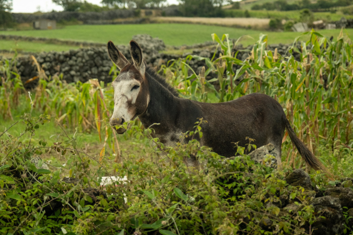 Donkey standing among crops and volcanic stone walls in the rural countryside of Graciosa Island, reflecting the island&rsquo;s agricultural landscape.