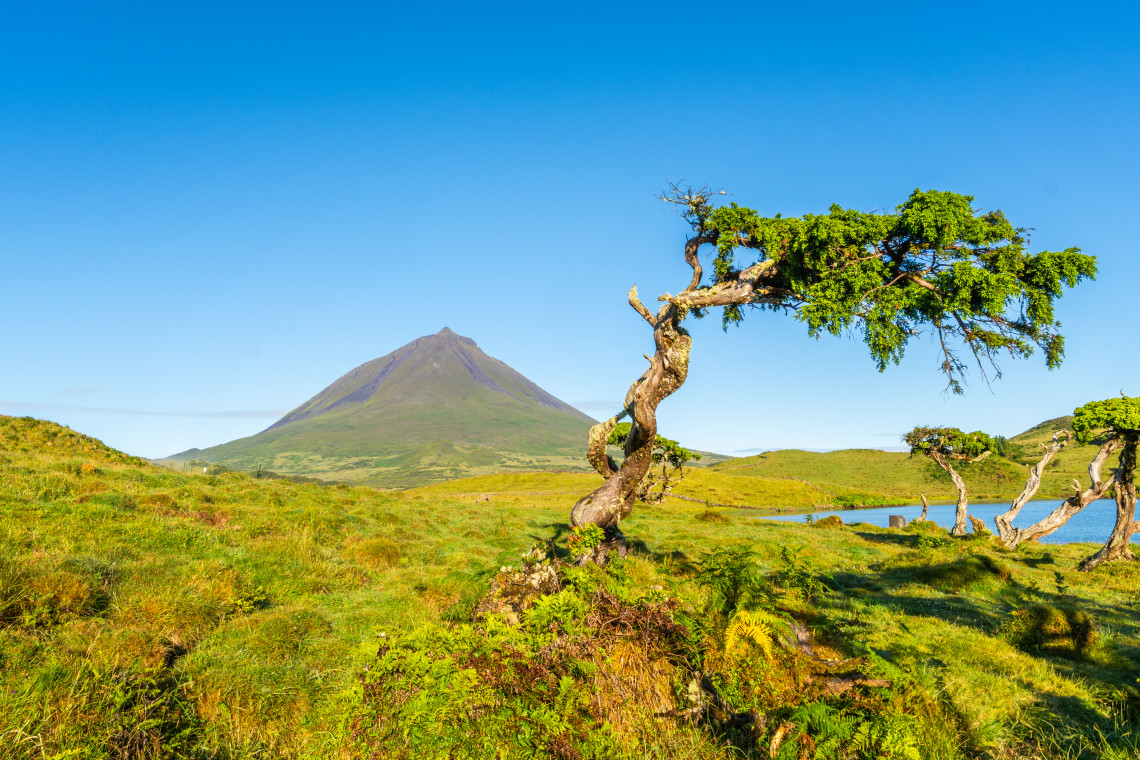 Mount Pico rises beyond the green highlands of Lagoa do Capit&atilde;o, framed by a twisted Azorean juniper tree and the waters of the lagoon.