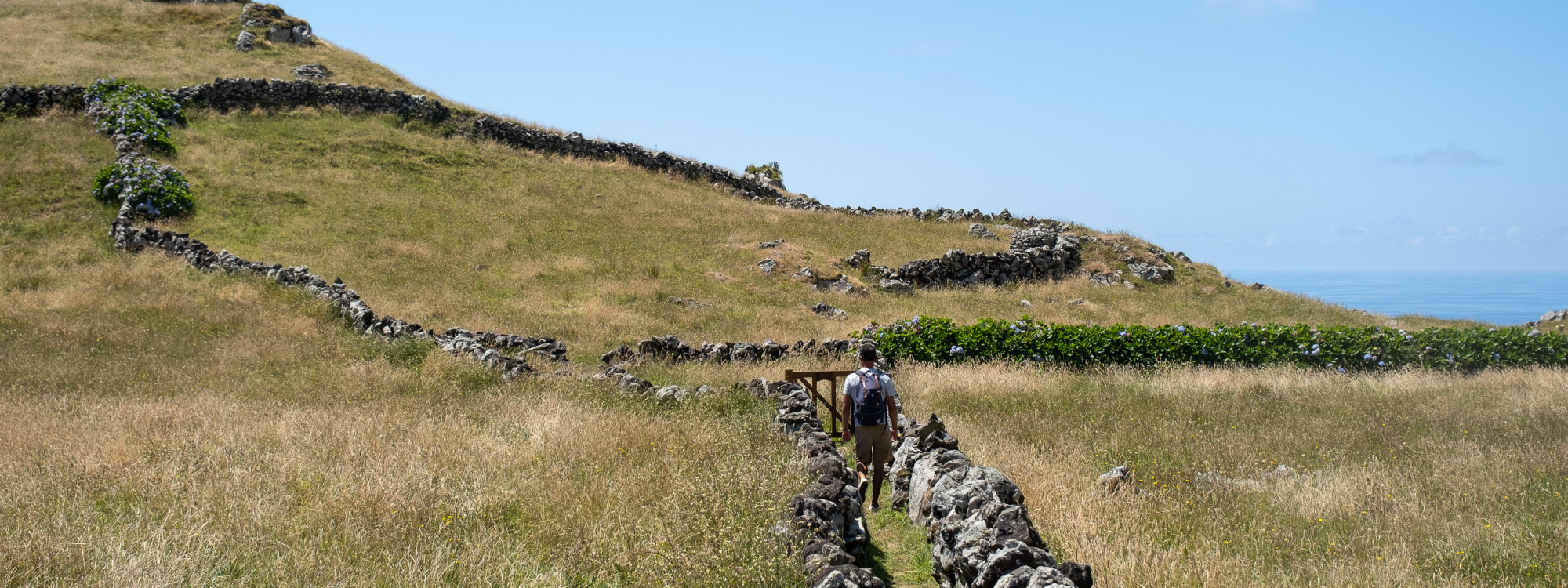 A hiker walks through grass-covered pastures divided by dry-stone walls on Corvo Island in the Azores, Portugal. The trail crosses the island’s open volcanic highlands with the Atlantic visible beyond.