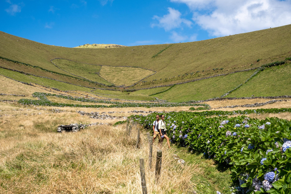 Two hikers follow the Cara do &Iacute;ndio trail through open pastures on Corvo Island in the Azores, Portugal. Blue hydrangeas and traditional volcanic stone walls border the narrow rural path.