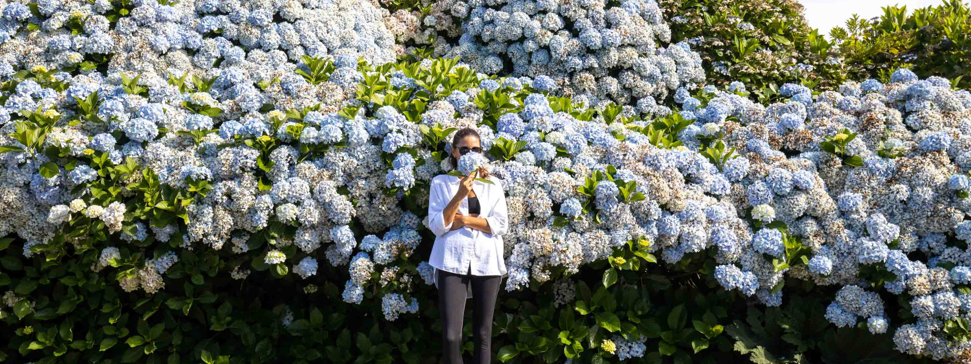 Visitor standing beside large blooming blue hydrangeas on São Miguel Island, surrounded by the lush vegetation typical of the Azores.