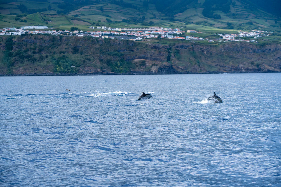 Dolphins swimming and leaping through the Atlantic Ocean off S&atilde;o Miguel Island, with the island&rsquo;s green volcanic coastline visible in the background.