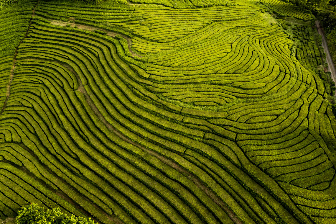 Aerial view of the patterned green tea fields at Gorreana Tea Plantation on S&atilde;o Miguel Island, showing curved rows of tea plants across the hillside.