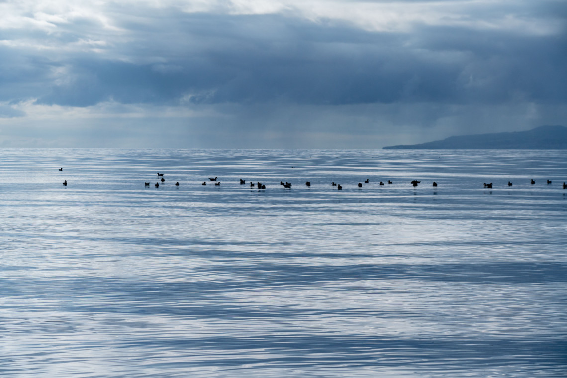 A large group of seabirds floats on the calm Atlantic Ocean near the Azores, with distant island cliffs and dark rain clouds stretching across the horizon.