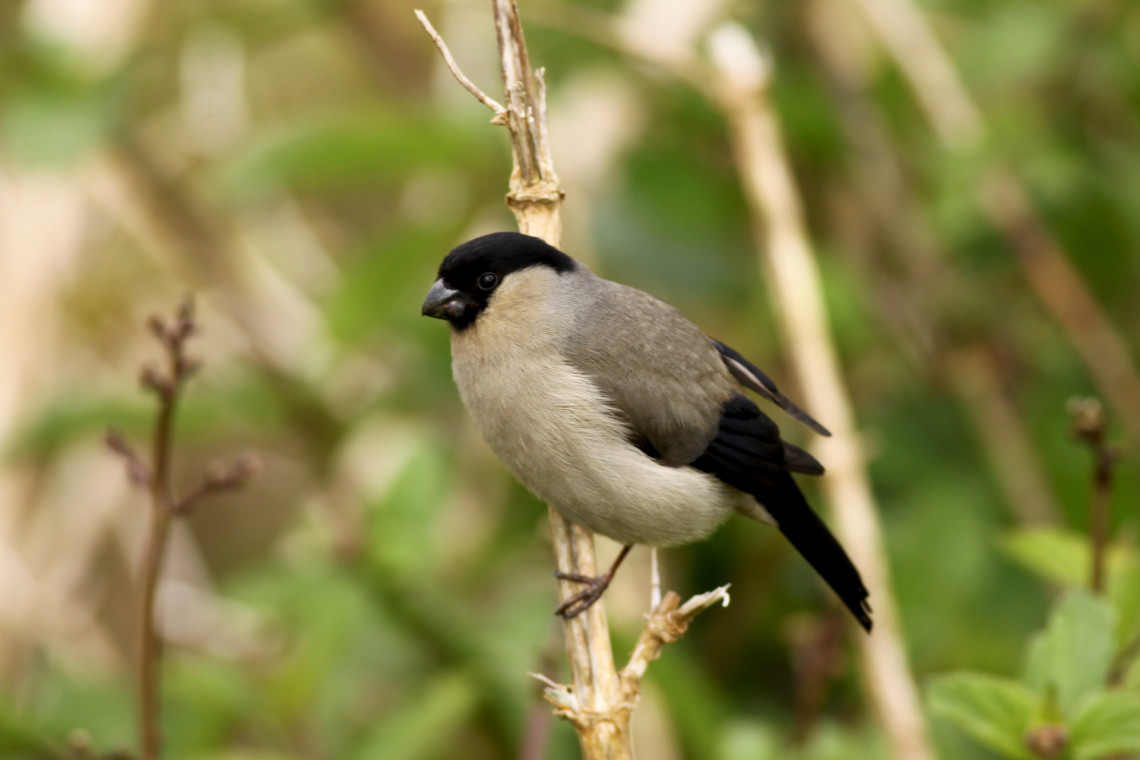 Close-up of an Azores bullfinch, locally known as Priolo, perched on a thin branch among green vegetation in Nordeste, S&atilde;o Miguel Island. The endemic bird has a black head, gray-brown body and short dark beak.