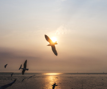 Aves marinas volando sobre el océano Atlántico al atardecer, frente a la Isla de Corvo, Azores.