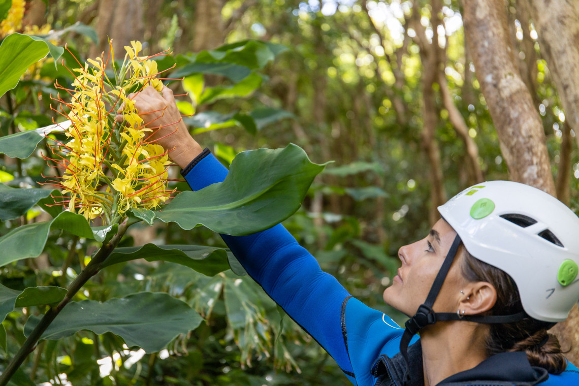 A canyoning participant wearing a helmet examines yellow kahili ginger flowers in a forest on Flores Island in the Azores, Portugal. Broad green leaves and woodland vegetation surround the flowering plant.