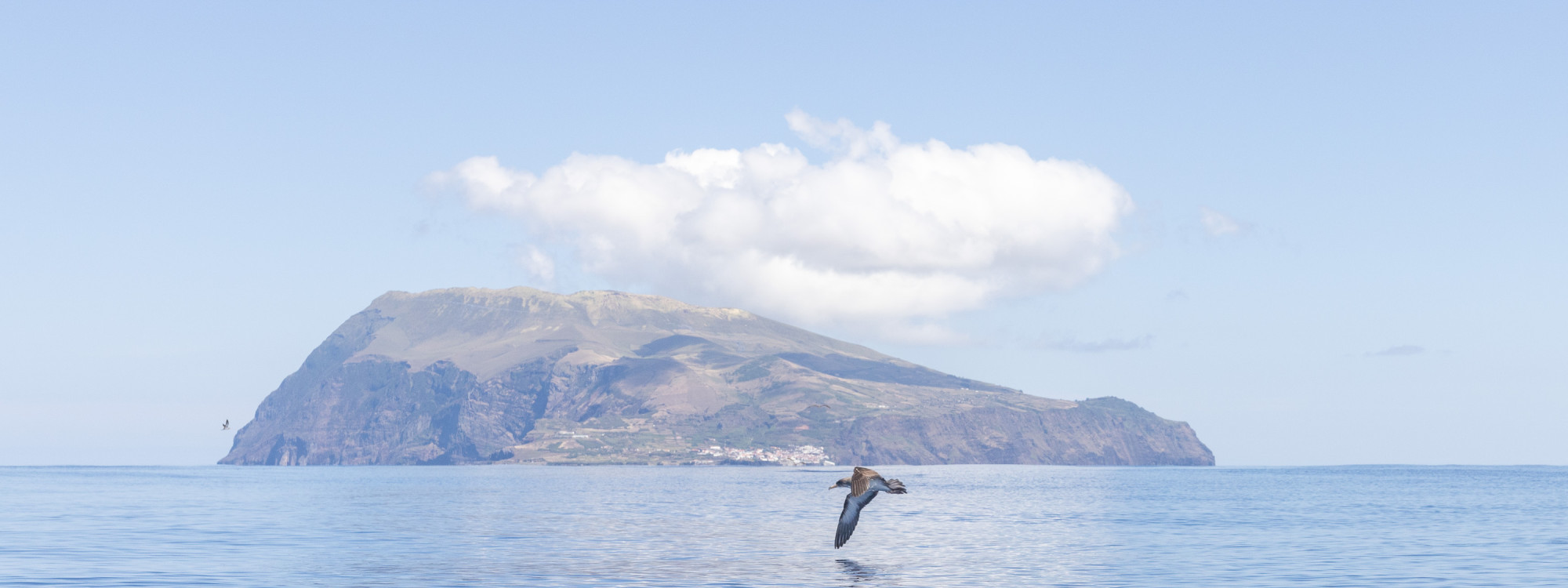 A seabird flies above the Atlantic Ocean with Corvo Island rising in the background. The island’s steep volcanic cliffs and settlement of Vila do Corvo are visible beneath a low cloud.