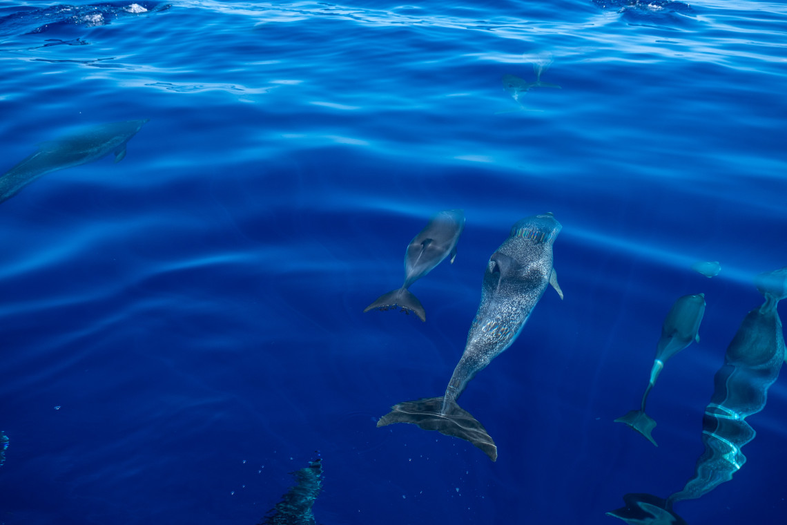 A group of dolphins swims beneath the clear blue Atlantic waters surrounding Corvo Island in the Azores, Portugal. Several animals are visible at different depths below the ocean surface.