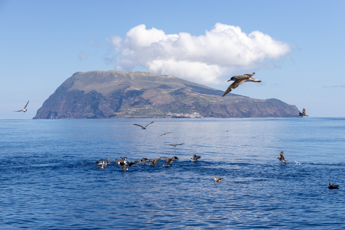 Seabirds gather and fly above the Atlantic Ocean off Corvo Island in the Azores, Portugal. The volcanic profile of the island and Vila do Corvo form the backdrop to the marine wildlife scene.