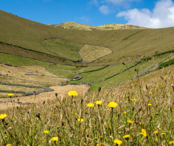 Green pastures divided by traditional stone walls cover the highlands near Caldeirão on Corvo Island in the Azores, Portugal. Wildflowers grow beside the rolling volcanic slopes beneath a clear blue sky.