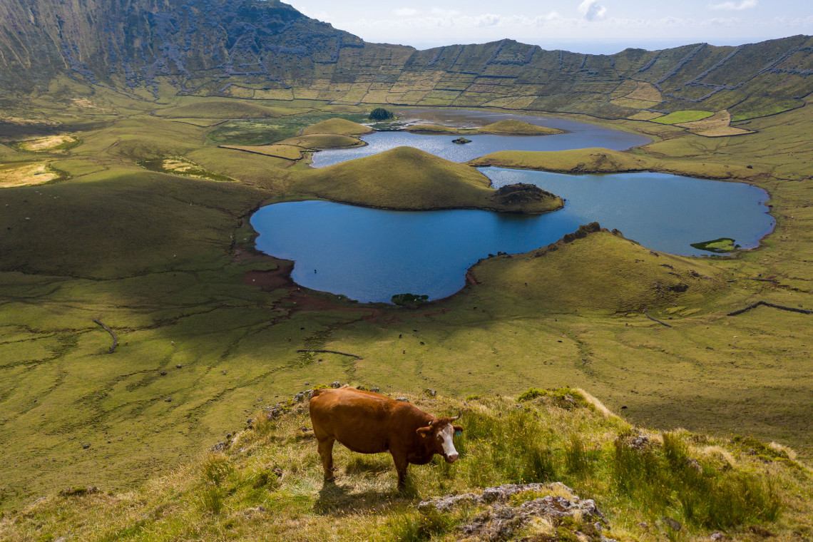 A cow grazes above the lakes and rounded volcanic formations inside Caldeir&atilde;o Crater on Corvo Island in the Azores, Portugal. Green pastures cover the crater floor beneath its steep ridges.