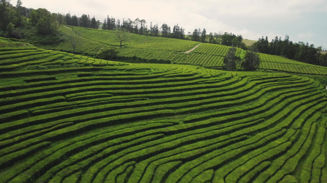 Rows of green tea plants following the contours of the hillside at Gorreana Tea Plantation in Maia on S&atilde;o Miguel Island.