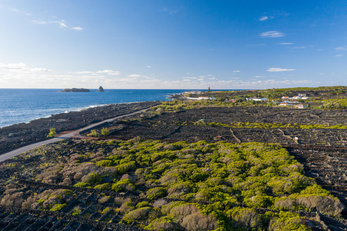 Vineyards divided by black volcanic stone walls near Madalena on Pico Island, with native vegetation, lava fields and the Atlantic Ocean in the background.