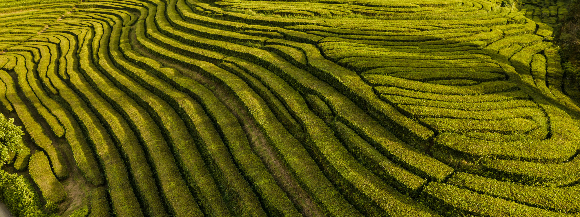 Aerial view of the patterned green tea fields at Gorreana Tea Plantation in Maia on São Miguel Island, with rows following the contours of the hillside.