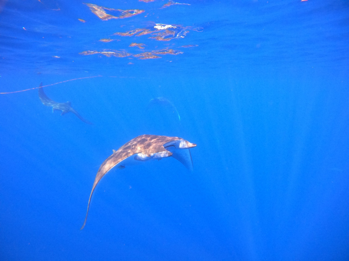 Mobula rays glide through clear blue Atlantic waters near Santa Maria Island, with one ray swimming close to the camera.