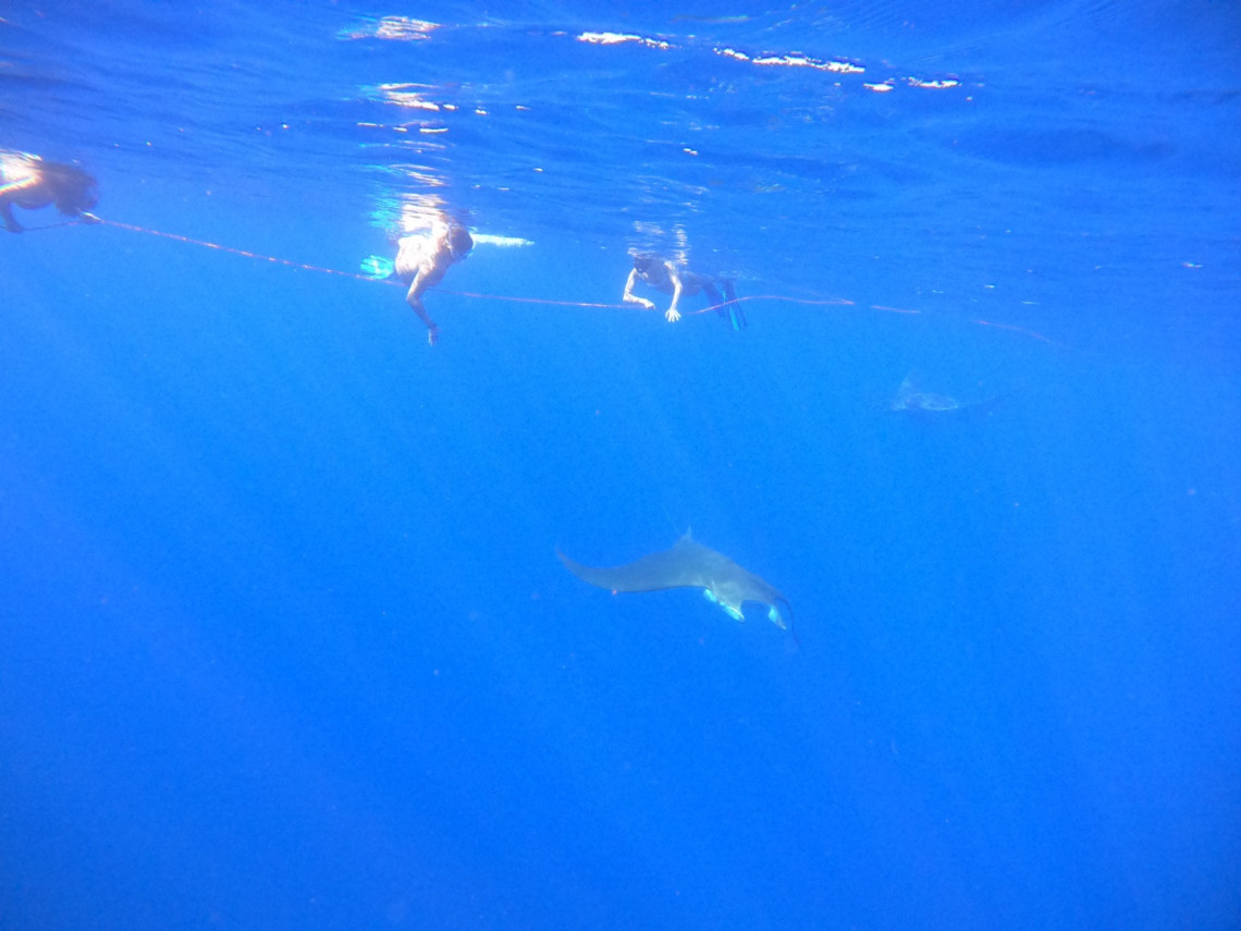 Snorkelers observe mobula rays swimming beneath the surface of the Atlantic Ocean near Santa Maria Island in the Azores.