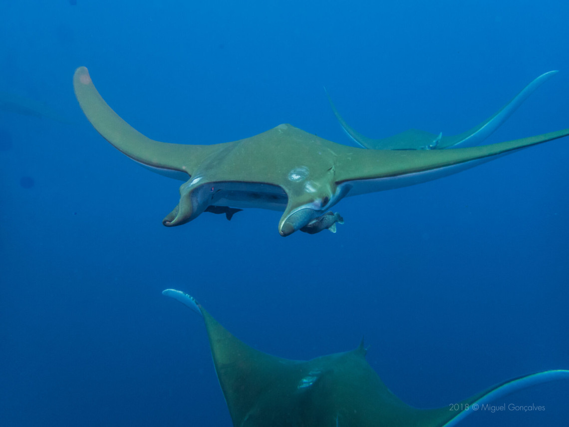 Several mobula rays swim through open blue water at Princess Alice Bank, displaying their broad wing-like fins during an underwater encounter in the Azores.