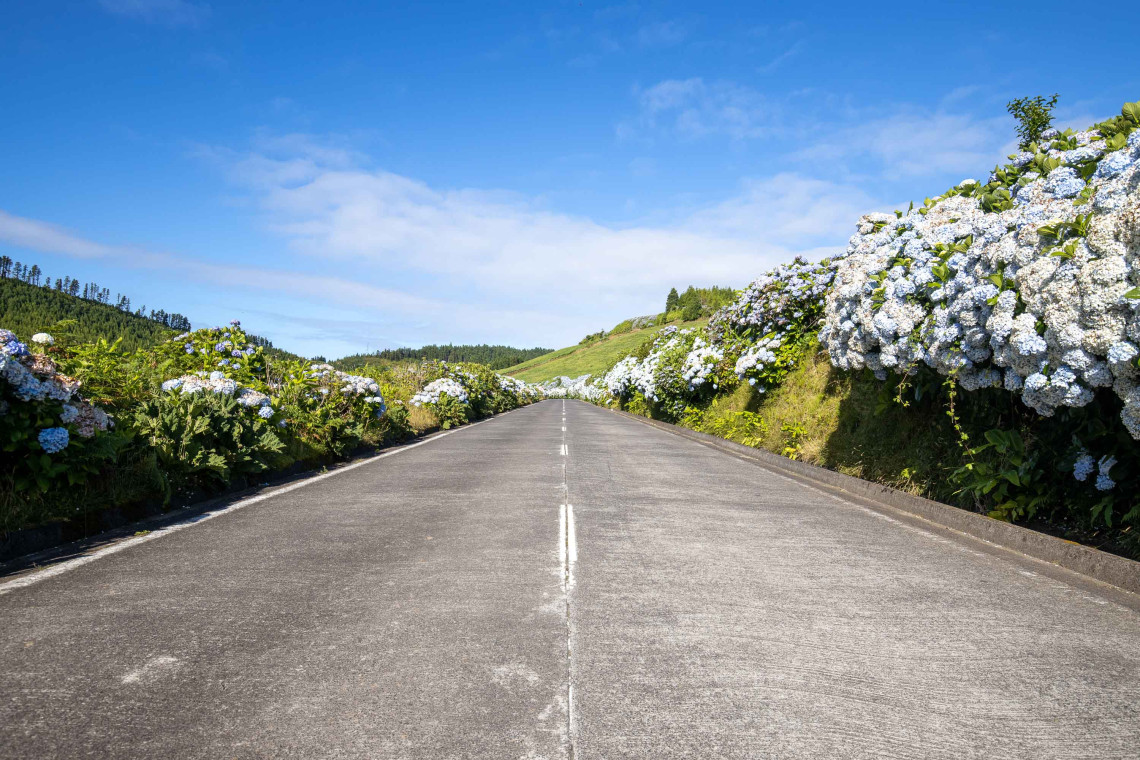 Scenic road on S&atilde;o Miguel Island lined with large blooming blue hydrangeas and green hills beneath a bright summer sky.