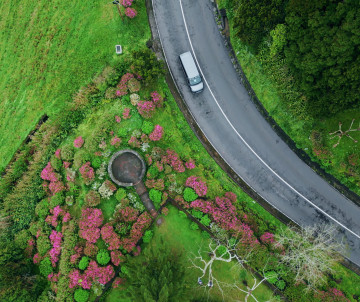 Top-down aerial view of a winding road on São Miguel Island bordered by lush green vegetation and clusters of blooming pink hydrangeas.