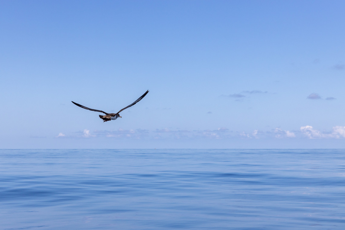 A large seabird flies low above the calm Atlantic Ocean near Flores Island in the Azores, Portugal. The bird is silhouetted against a pale blue sky and an uninterrupted ocean horizon.