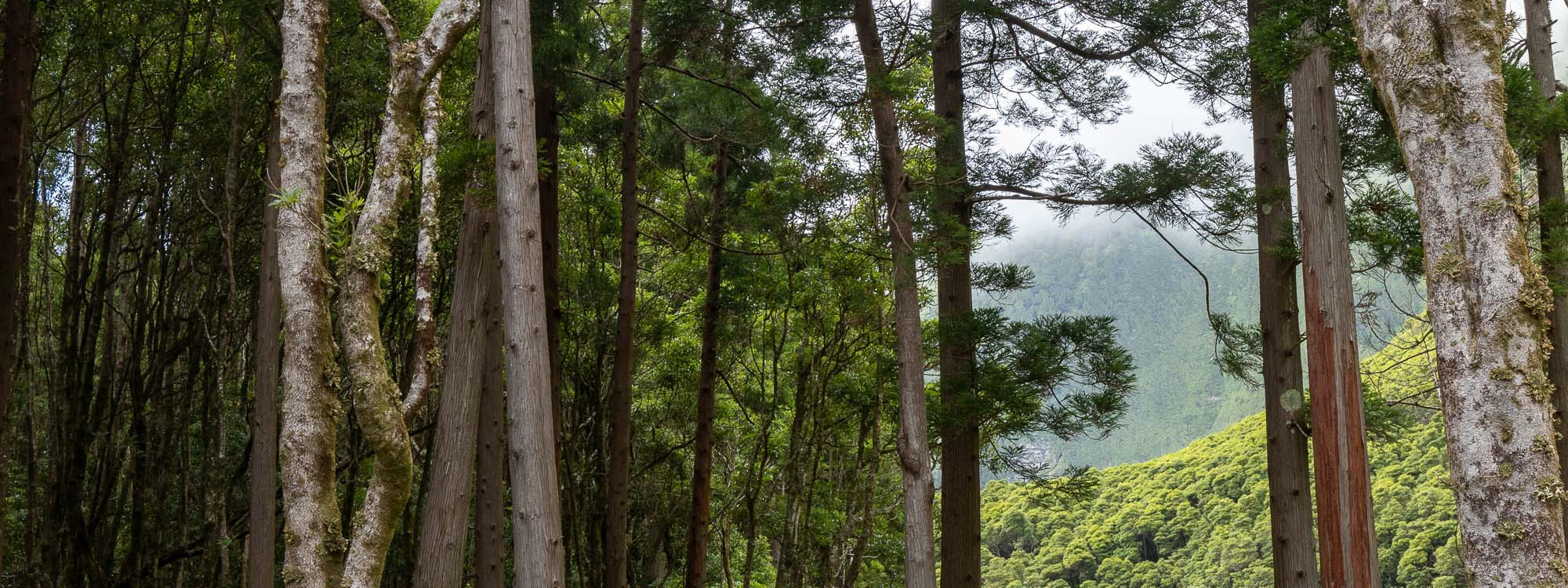 Tall trees form a dense forest on Flores Island in the Azores, Portugal, with green volcanic slopes visible through the woodland. The scene reflects the island’s heavily vegetated interior landscape.