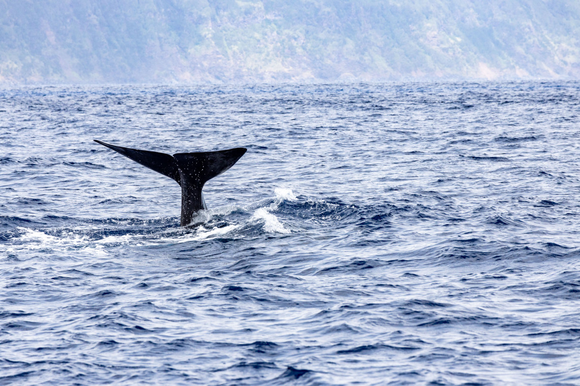 Whale lifting its tail above the Atlantic Ocean during a whale-watching experience in the Azores, with steep island cliffs visible in the background.