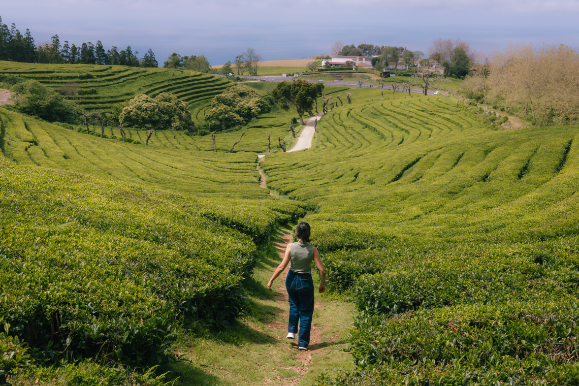 Visitor walking between rows of tea plants at Gorreana Tea Plantation in Maia, with terraced green fields extending toward the Atlantic coast.