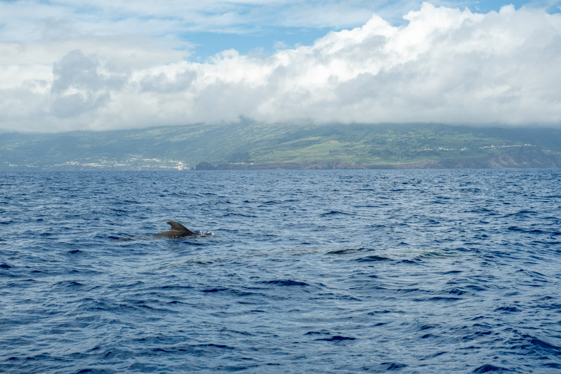 Dolphin swimming through the Atlantic Ocean near Pico Island in the Azores, with the island&rsquo;s green volcanic coastline rising beneath low clouds in the background.