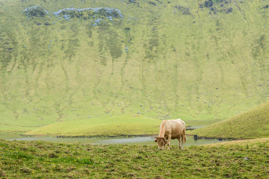 A cow grazes inside Caldeir&atilde;o Crater on Corvo Island in the Azores, Portugal. Green pastures and shallow crater lakes extend beneath the steep walls of the volcanic caldera.