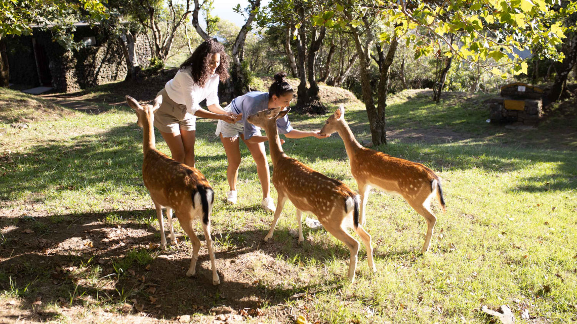 Visitors interacting with fallow deer in the wooded recreational area of Monte Brasil in Angra do Hero&iacute;smo, Terceira Island. Deer can be seen around the park and its animal enclosures.