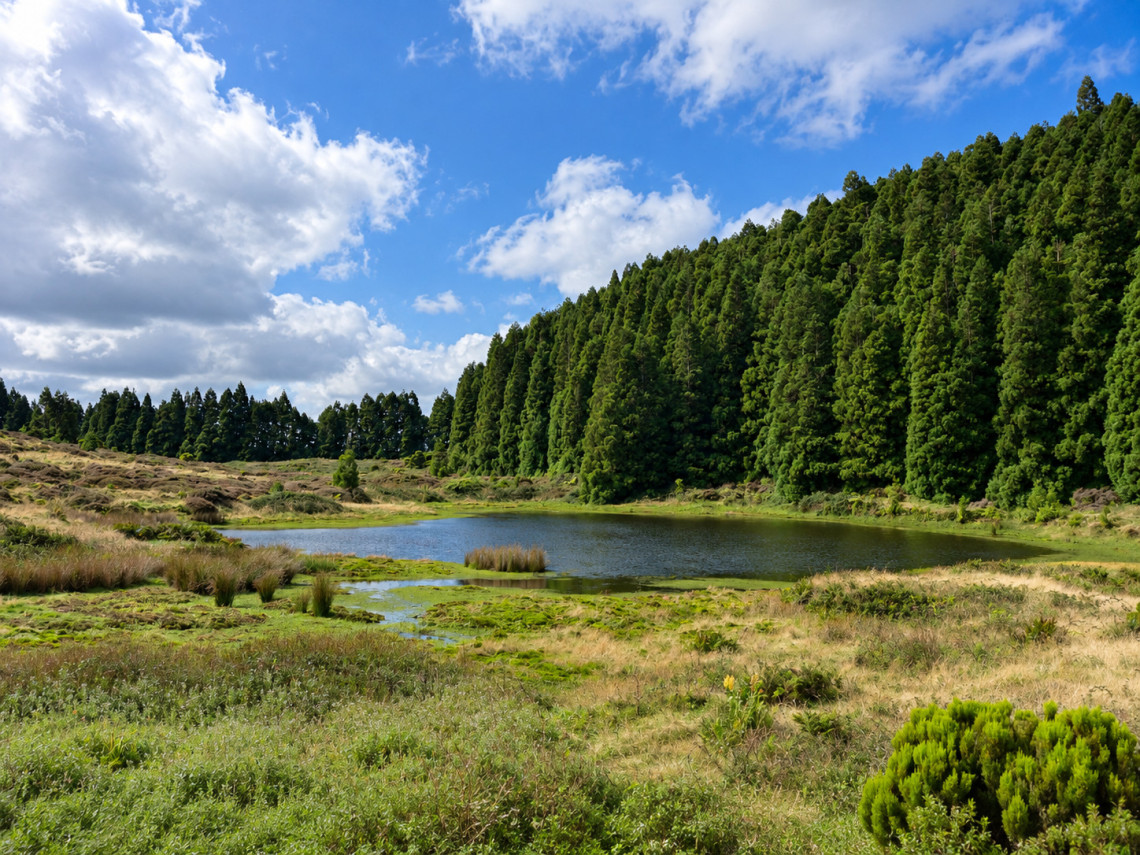 Lagoa do Negro on Terceira Island, surrounded by green wetlands, low vegetation and dense cryptomeria forest beneath a bright Azorean sky. The lagoon lies near the start of the Mist&eacute;rios Negros trail.
