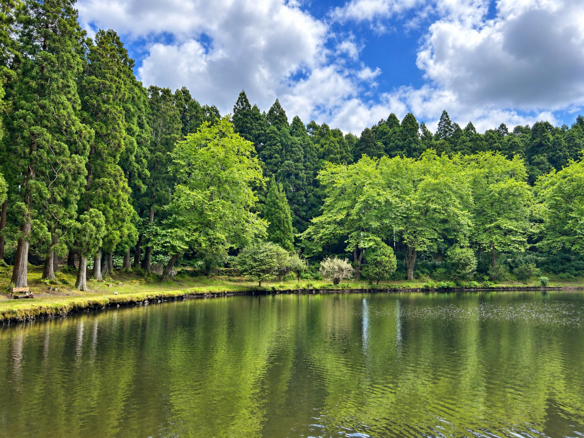 Calm waters of Lagoa das Patas on Terceira Island reflecting the surrounding trees, with dense cryptomeria forest and bright green vegetation lining the lagoon.