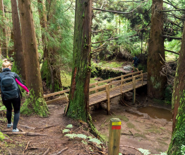Hiker descending a forest trail on Terceira Island, surrounded by tall cryptomeria trees, moss and ferns, with a wooden footbridge crossing the dense woodland.