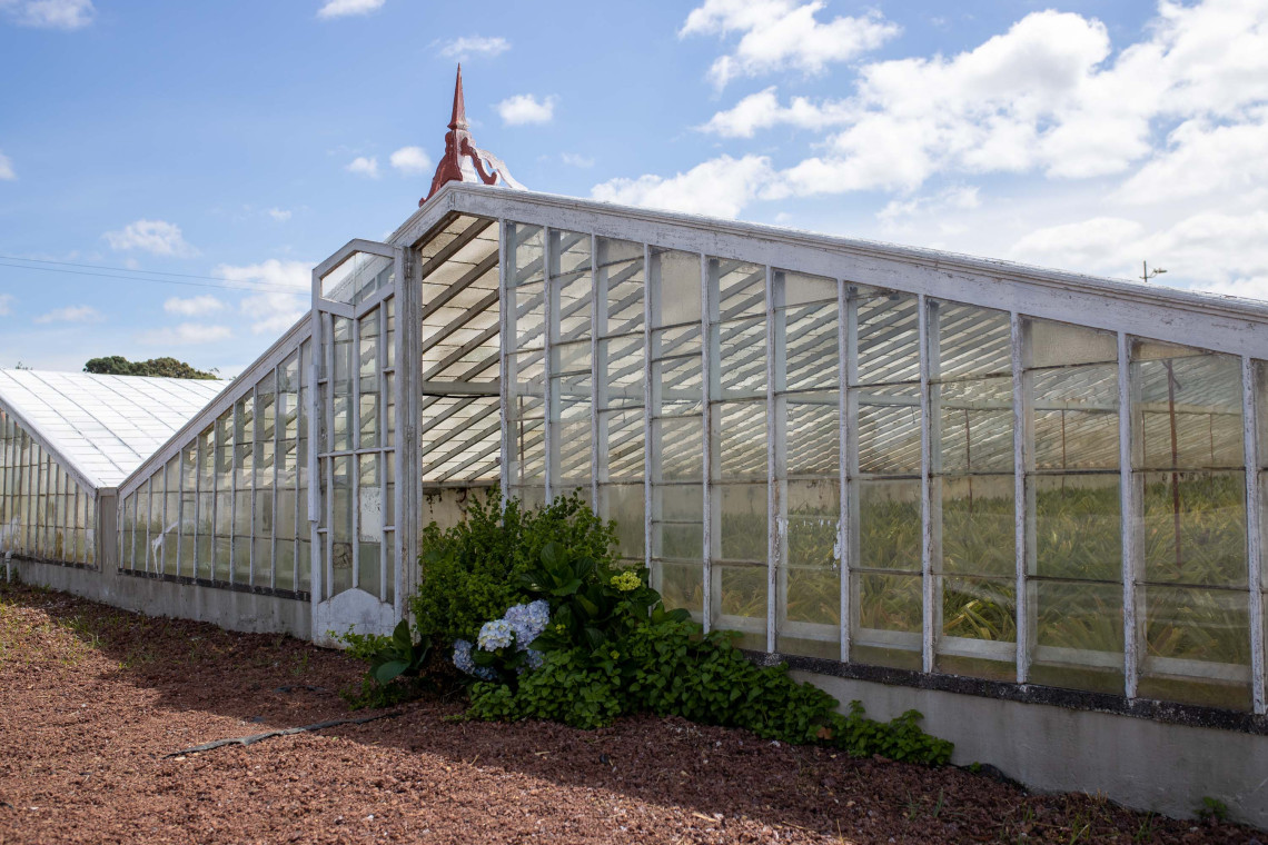 Traditional glass greenhouses used to cultivate Azorean pineapples in Ponta Delgada on S&atilde;o Miguel Island.