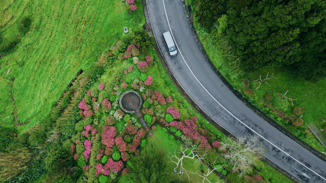 Top-down aerial view of a winding road on S&atilde;o Miguel Island, bordered by green vegetation and blooming pink hydrangeas.