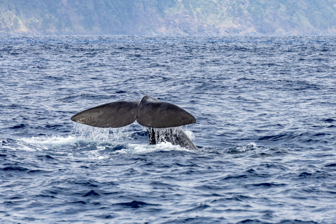 Whale raising its broad tail fluke above the Atlantic Ocean before diving during a whale-watching experience off Pico Island.