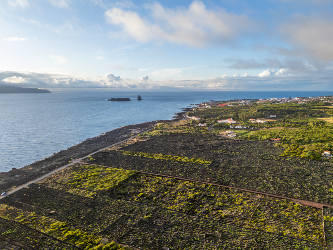 Aerial view of the volcanic vineyards of Madalena divided by black basalt walls, with the Atlantic coastline and Madalena Islets visible offshore.