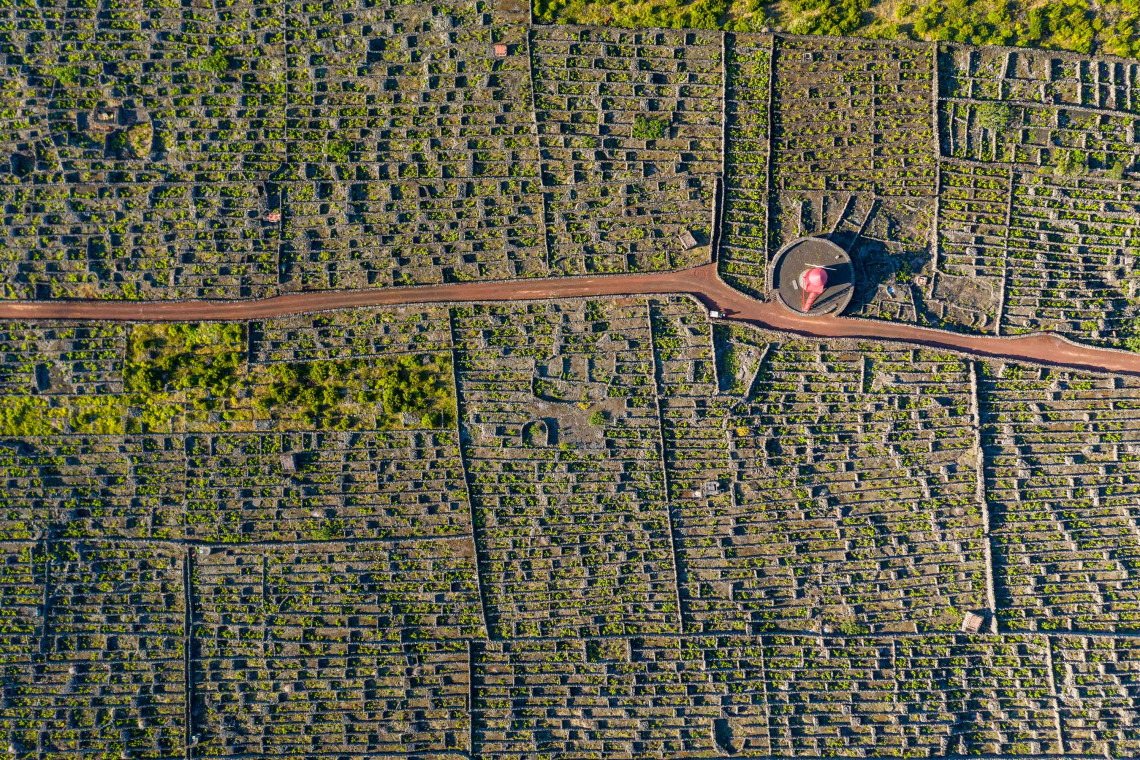 Top-down aerial view of Moinho do Frade surrounded by the geometric basalt-walled vineyards of Cria&ccedil;&atilde;o Velha on Pico Island.
