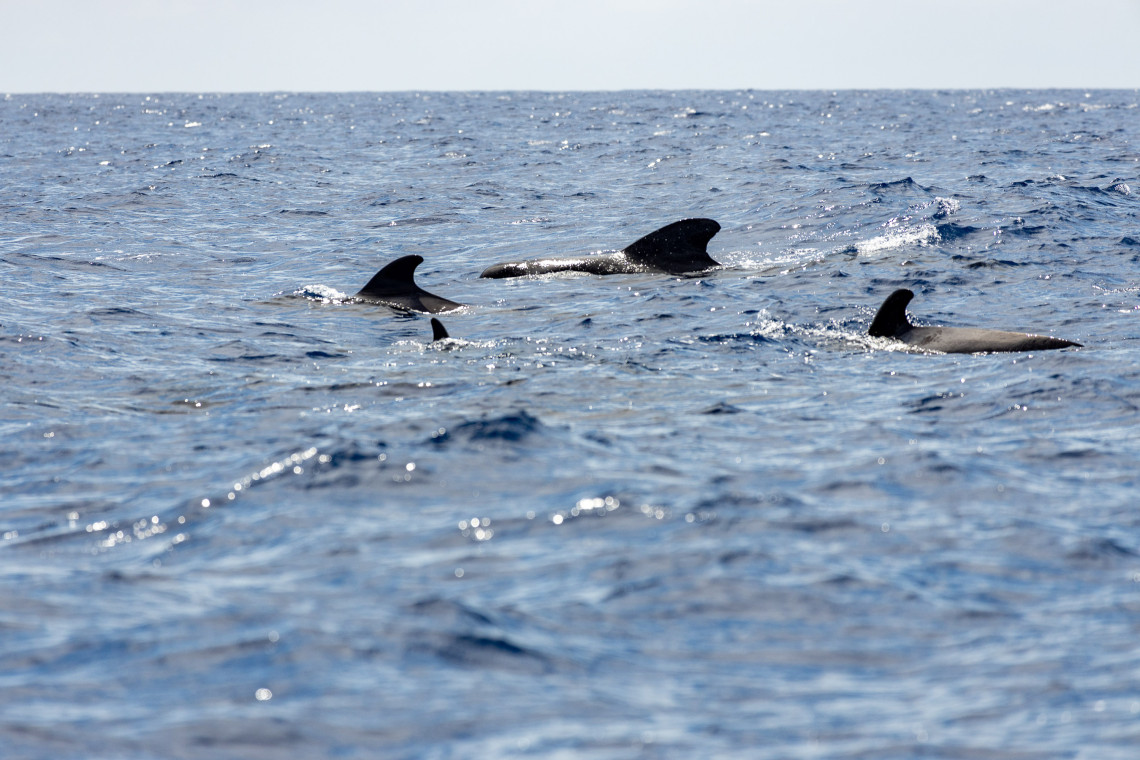 Several dolphins swimming together at the surface of the Atlantic Ocean during a marine wildlife experience off Pico Island in the Azores.