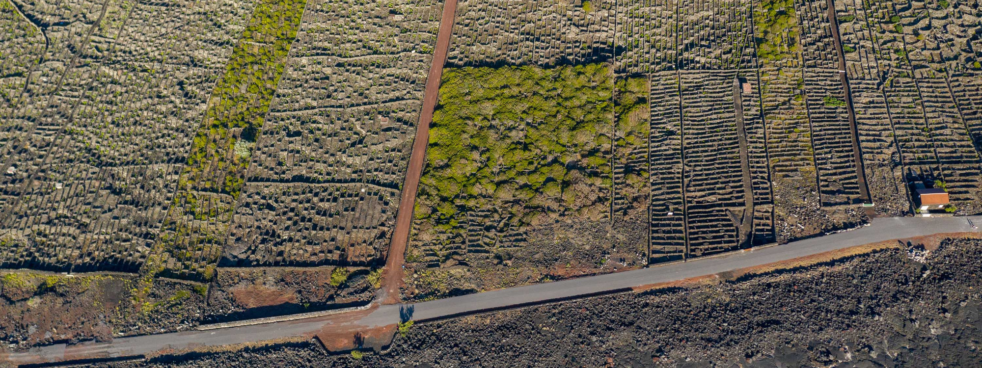 Aerial view of vineyards near Madalena on Pico Island, divided into geometric plots by traditional black basalt walls across the volcanic landscape.