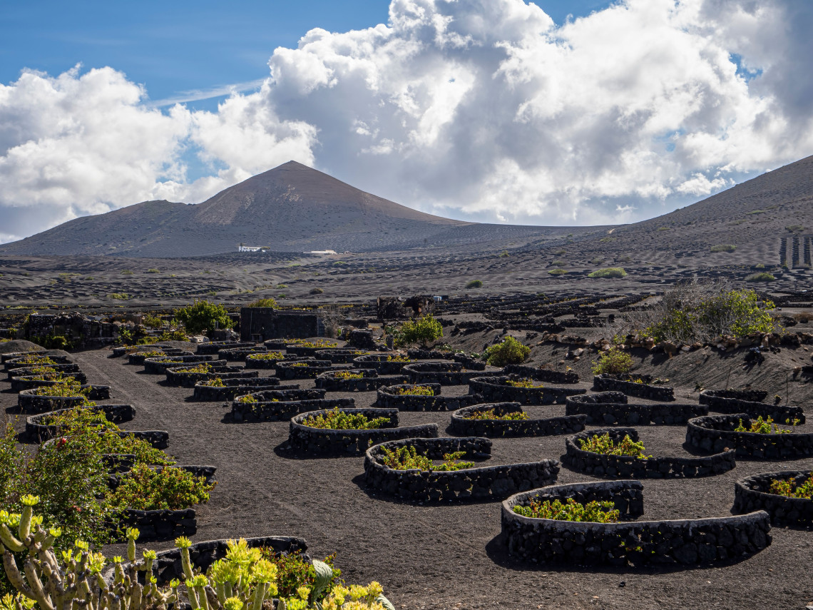 Traditional vineyards planted across dark volcanic terrain on Pico Island, with vines enclosed by curved black basalt walls beneath volcanic hills.