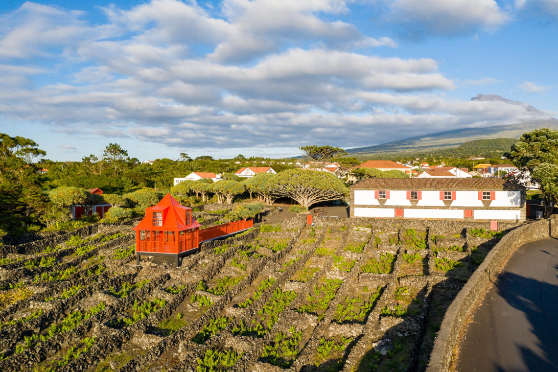 Vineyards at the Museu do Vinho in Madalena, with black basalt walls, traditional white and red buildings, and Mount Pico rising in the background.