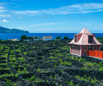 Vineyard landscape at the Museu do Vinho in Madalena, with vines growing between black basalt walls and a traditional wooden structure overlooking the Atlantic Ocean.