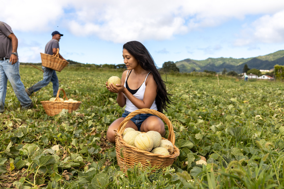 A woman picks a locally grown Santa Maria melon in a green agricultural field, surrounded by wicker baskets of harvested melons and workers collecting fruit.