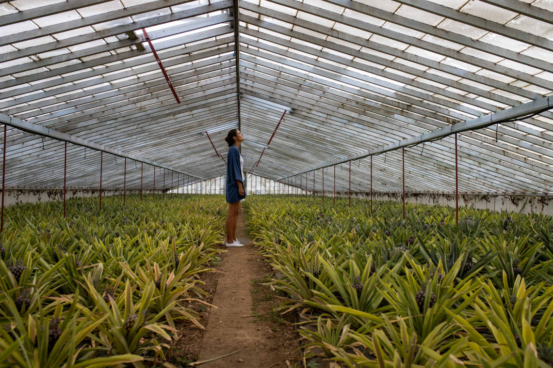 Visitor walking through a traditional pineapple greenhouse in Ponta Delgada, surrounded by rows of Anan&aacute;s dos A&ccedil;ores plants.